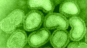 вирус гриппа H1N1