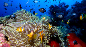 Красное море