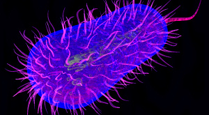 Escherichia coli