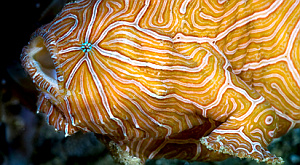 рыба-лягушка Histiophryne psychedelic