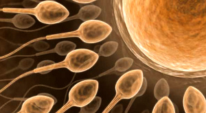 Сперматозоиды обступили яйцеклетку