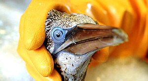купание пеликана, пострадавшего от нефтяного загрязнения побережья