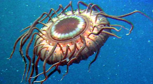 глубоководная японская медуза