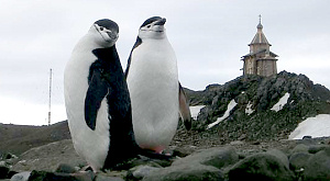 обитатели Антарктиды на фоне Церкви Троицы
