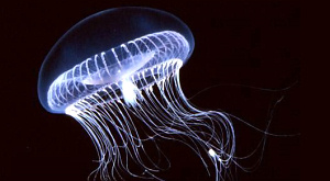 медуза Aequorea victoria