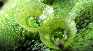 Маршанция многообразная (Marchantia polymorpha) - представитель печеночных мхов