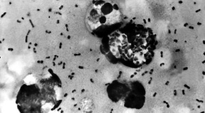 бактерия Yersinia pestis