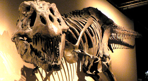 Tyrannosaurus rex