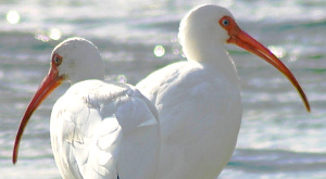 белые ибисы