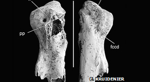 кости древней птицы Leptoptilos robustus