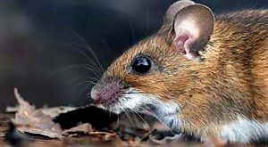 Кочевые сибирские народы обворовывали грызунов Кочевые сибирские народы обворовывали грызунов