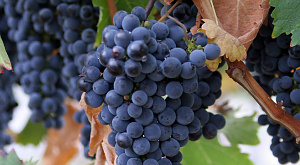 Люди начали выращивать виноград 8 тысяч лет назад