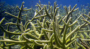 Acropora cervicornis