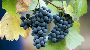 виноград сорта пино нуар