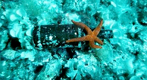 Финны изучают состав поднятого со дна моря 200-летнего пива