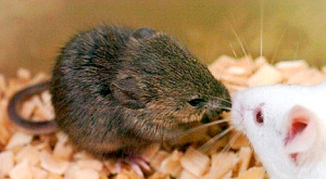 За секс и агрессию отвечает один и тот же участок мозга За секс и агрессию отвечает один и тот же участок мозга