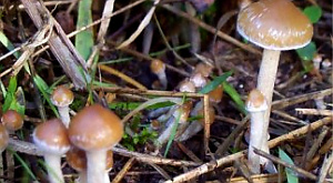 Psilocybe hispanica