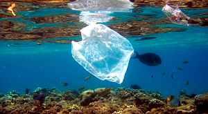 Ученые нашли в море бактерии, питающиеся пластиком