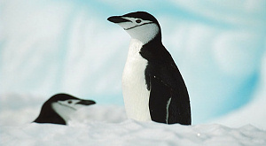 антарктические пингвины