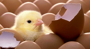 Британский школьник вывел цыпленка из магазинного яйца