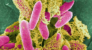 Escherichia coli