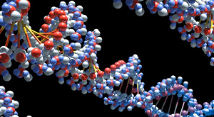 молекулы ДНК