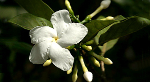 Tabernaemontana divaricata