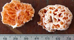 S. squarepantsii