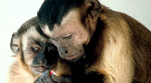 обезьяны-капуцины