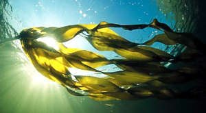 Laminaria digitata
