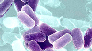 E. coli