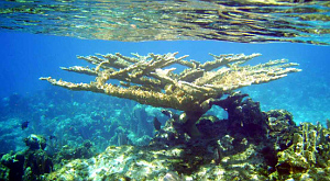 Acropora palmata