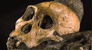 череп Australopithecus sediba