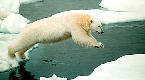 Площадь льдов в Арктике достигла исторического минимума