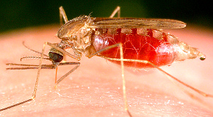 Ученые предсказывают полную победу над малярией к 2015 году