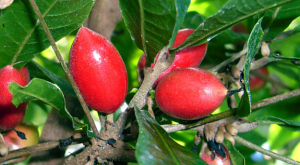 ягоды Synsepalum dulcificum