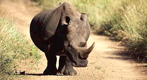 Ромашка отпугивает носорогов от домов непальцев