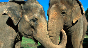 Харьковский зоопарк начнет торговать слоновьим навозом