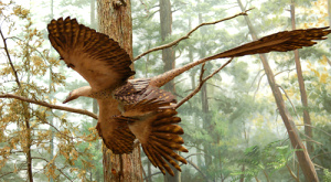 Microraptor gui