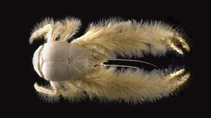 Kiwa puravida