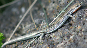 Bassiana duperreyi