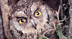 Otus scops
