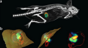 изображение раковой опухоли у мыши, полученное при помощи люминесцентных бактерий