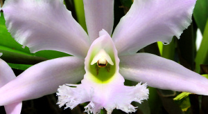 Биологи доказали зависимость орхидей от грибков