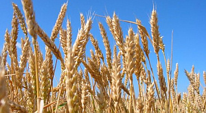 Зависимость урожаев пшеницы от потепления недооценивалась