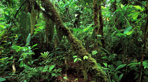 тропический лес