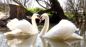 Непредсказуемая погода угрожает моногамности птиц
