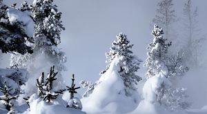 Скандинавские деревья смоли пережить ледниковый период Скандинавские деревья смоли пережить ледниковый период