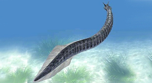 Pikaia gracilens