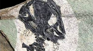 останки Beiyanerpeton jianpingensis